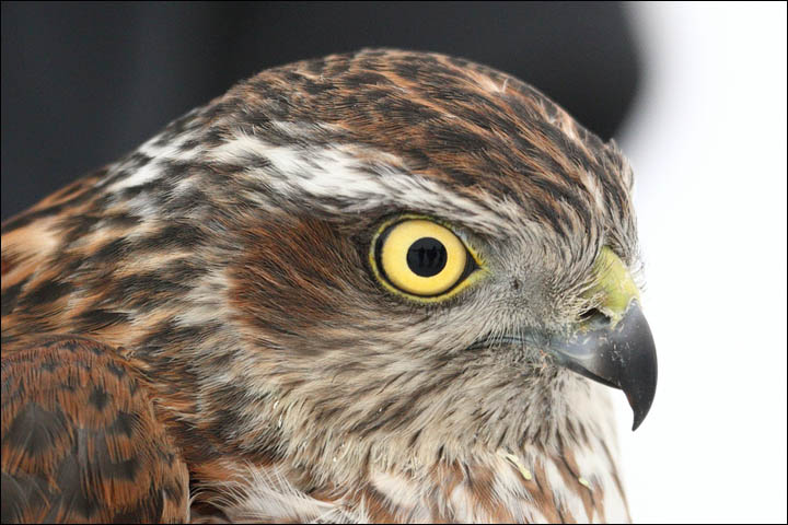 Birds of prey Siberia