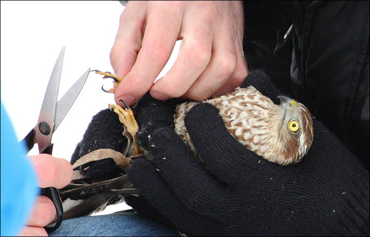 Birds of prey Siberia