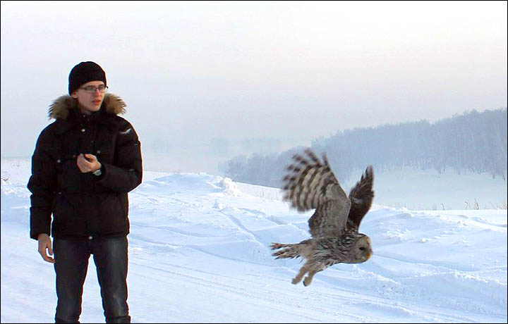 Birds of prey Siberia