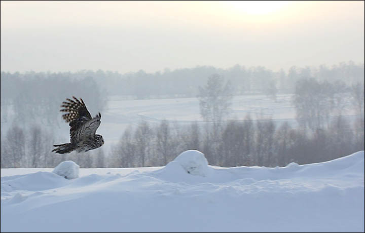 Birds of prey Siberia