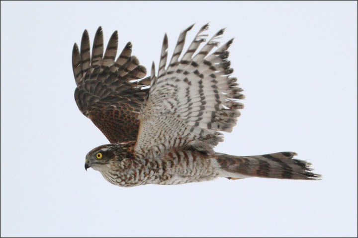 Birds of prey Siberia