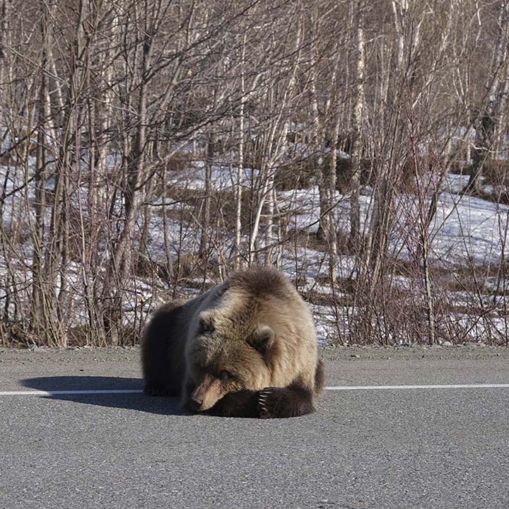 Bear pictured at the road