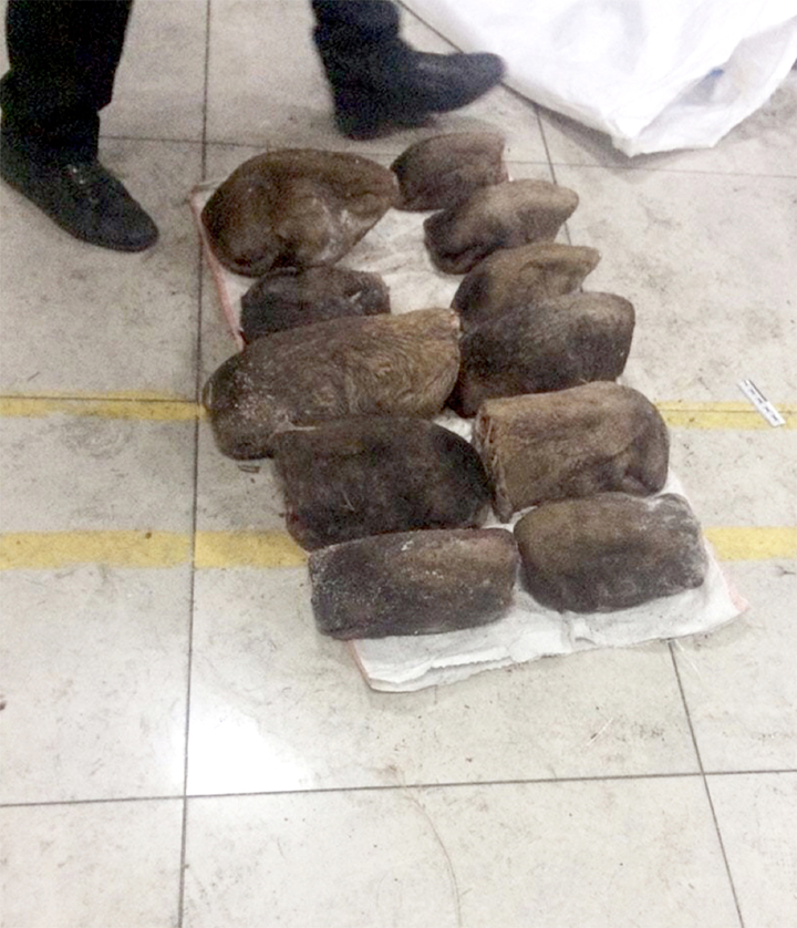 468 brown bear paws and 37 elk lips were found packed into 32 bags 