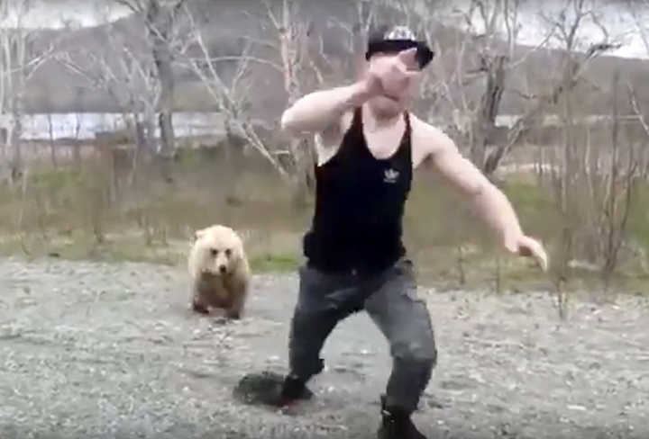 A careless tourist teases death by getting out of a car to play with a wild brown bear