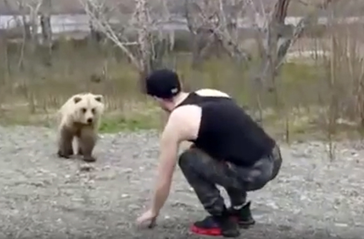 A careless tourist teases death by getting out of a car to play with a wild brown bear