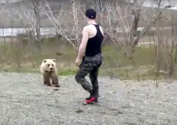 A careless tourist teases death by getting out of a car to play with a wild brown bearA careless tourist teases death by getting out of a car to play with a wild brown bear