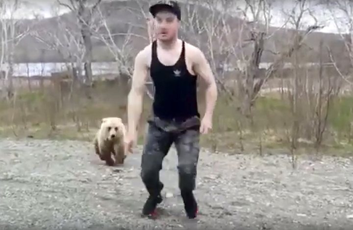 A careless tourist teases death by getting out of a car to play with a wild brown bear