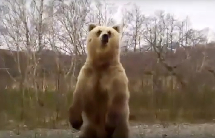 A careless tourist teases death by getting out of a car to play with a wild brown bear