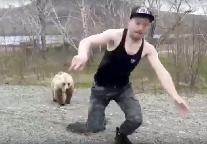 A careless tourist teases death by getting out of a car to play with a wild brown bear