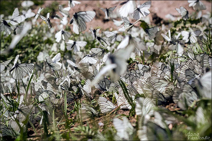 Butterfly invasion hits Siberia