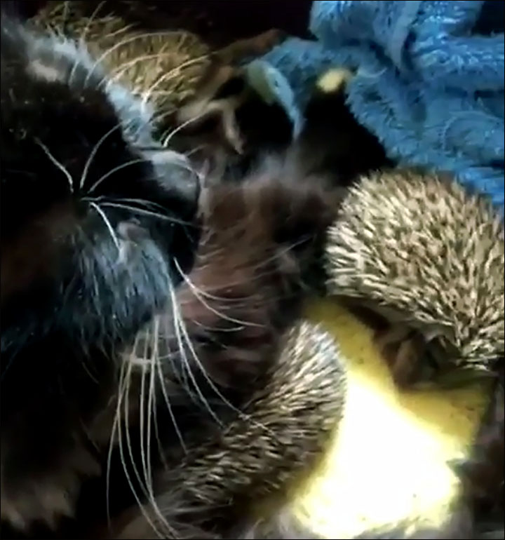 cat adopts hedgehogs