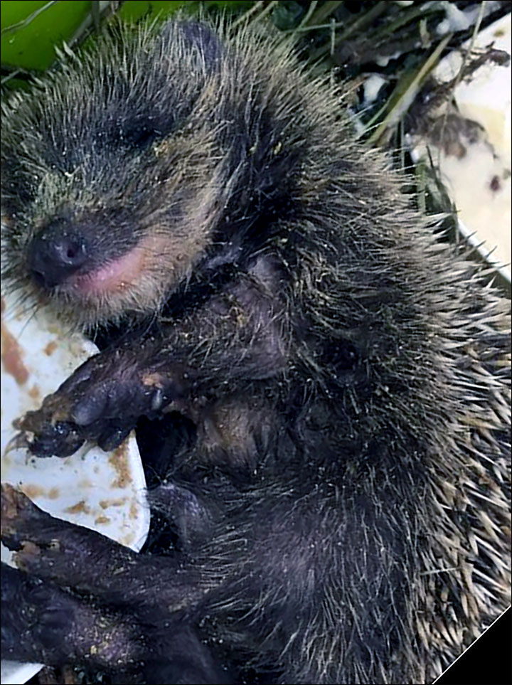 cat adopts hedgehogs