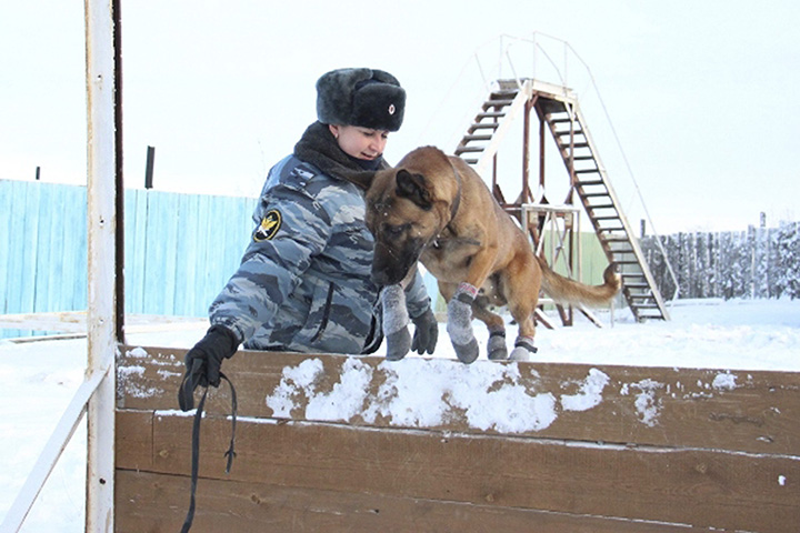 Two cloned dogs start work guarding prisoners at Forced Labour Camp #1 in YakutskqTwo cloned dogs start work guarding prisoners at Forced Labour Camp #1 in Yakutsk