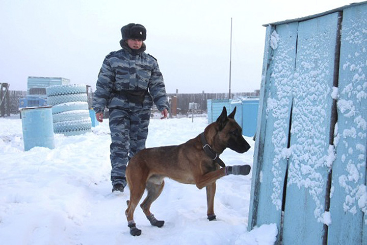 Two cloned dogs start work guarding prisoners at Forced Labour Camp #1 in Yakutsk