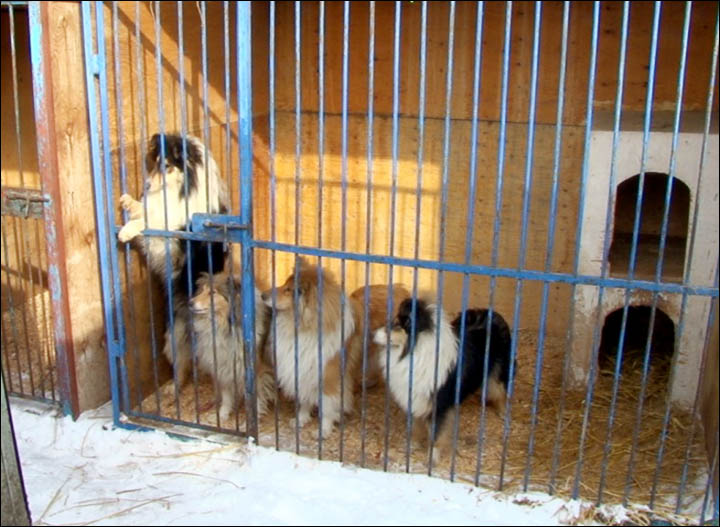 Dogs in shelter