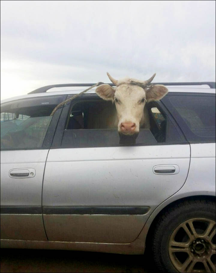 Cow in Toyota