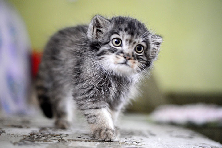 Scientists challenge nature by adopting an endangered orphan kitten, aiming to release her into the wild. 