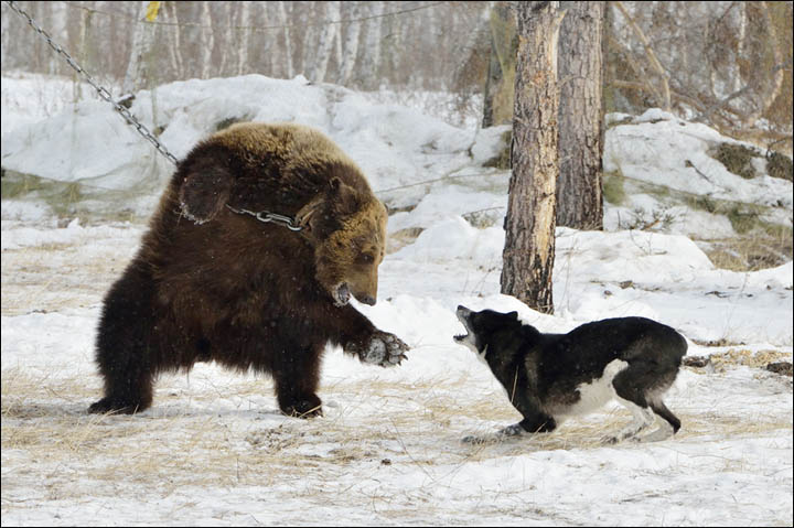 dogs trained to kill bears