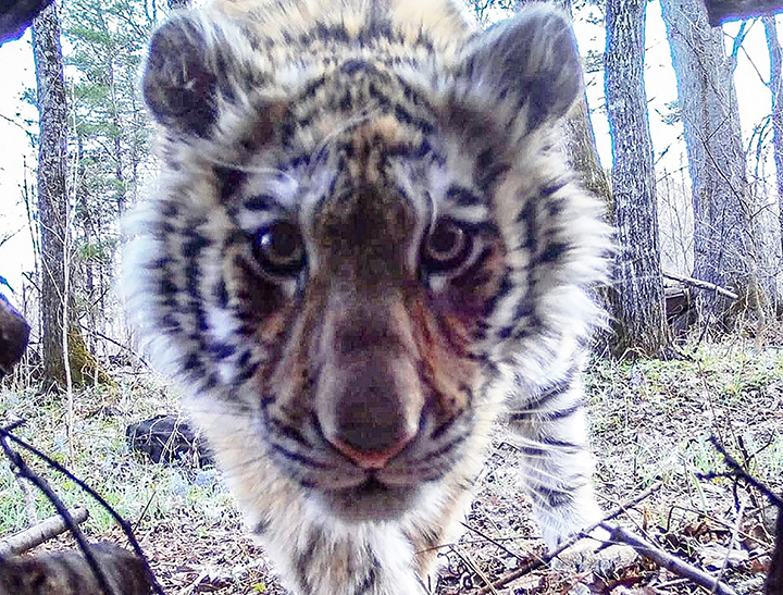No lunch today! Rescued Amur tigress cub flips in the air and thuds on her back as she misses prey 