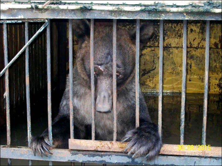 Zoo animals trapped in cages by flooding in Ussuriysk