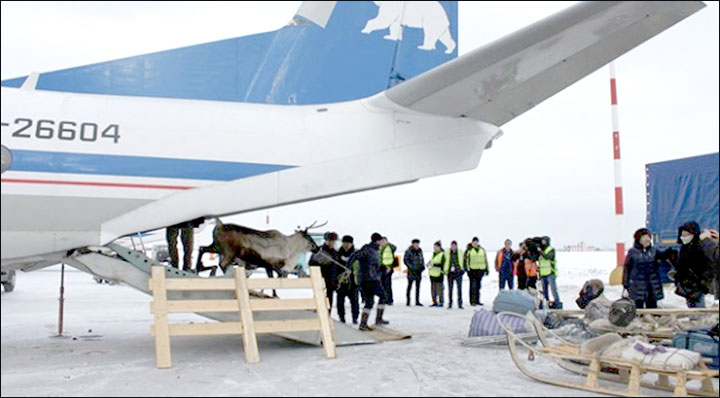 Reindeer really can fly - and not only at Christmas!