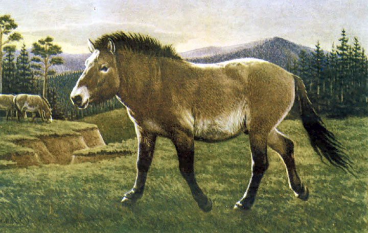 Perfectly-preserved ancient foal is shown to the world for the first time