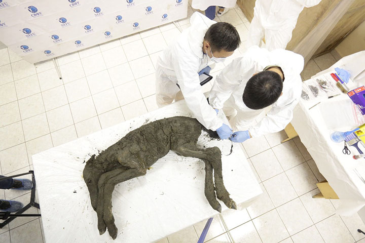 Perfectly-preserved ancient foal is shown to the world for the first time