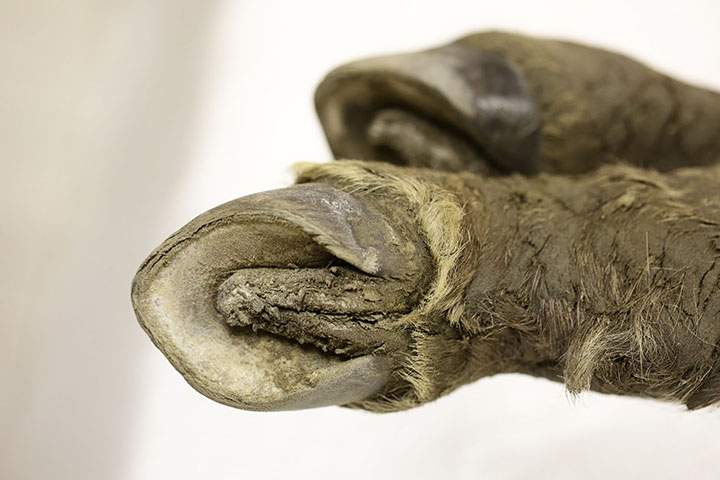 Perfectly-preserved ancient foal is shown to the world for the first time