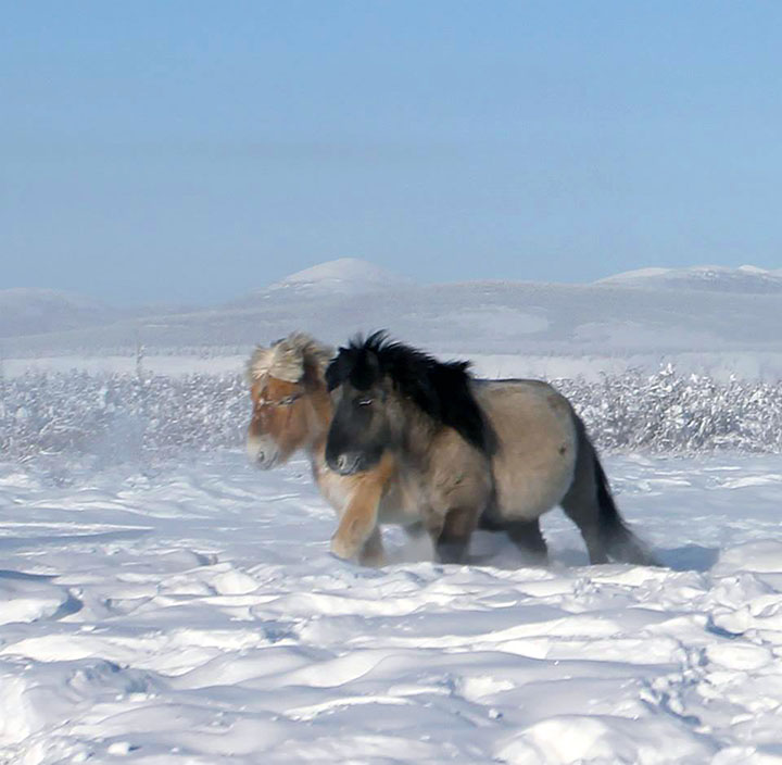 Perfectly-preserved ancient foal is shown to the world for the first time