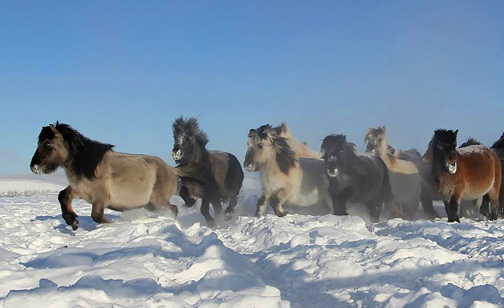 Perfectly-preserved ancient foal is shown to the world for the first time