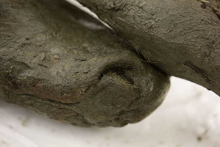 Perfectly-preserved ancient foal is shown to the world for the first time