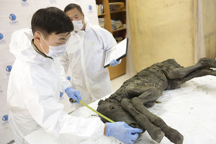  Perfectly preserved old foal is shown to the world for the first time. 