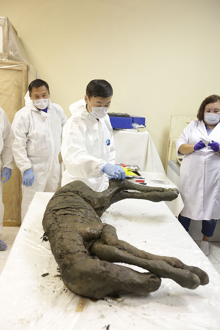   The perfect preserved old foal is shown to the world for the first time. 