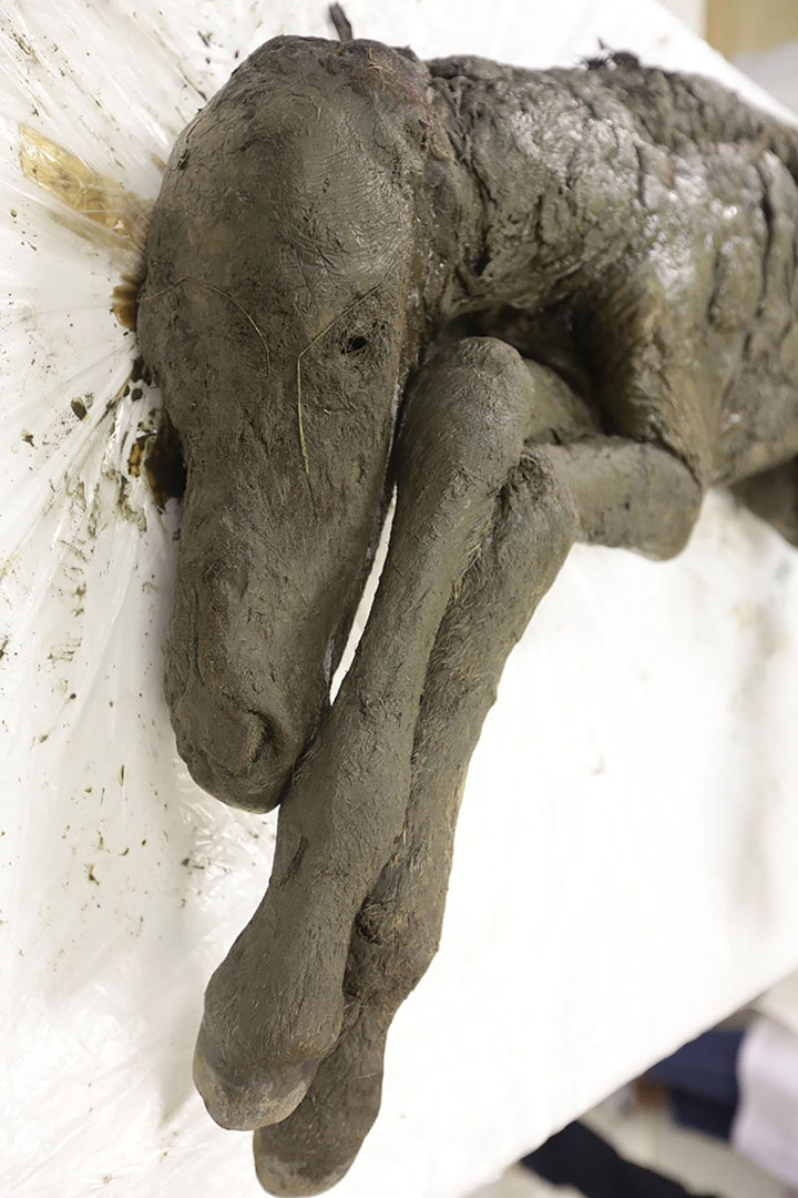   Perfectly preserved Antique foals are shown to the world for the first time. 