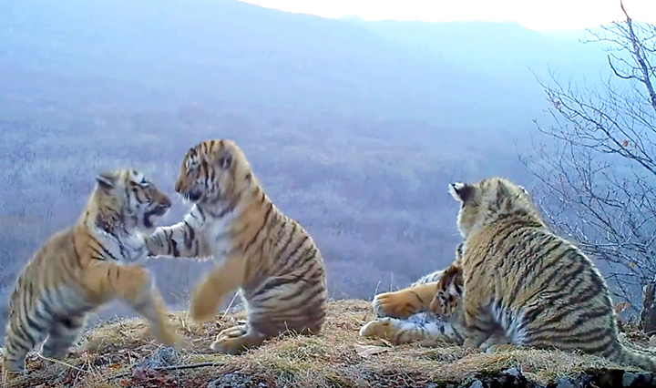 The unique video of the large family of Siberian tigers was received by the scientists of the Land of Leopard national park