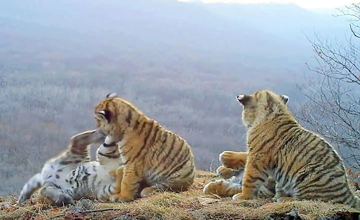 The unique video of the large family of Siberian tigers was received by the scientists of the Land of Leopard national park
