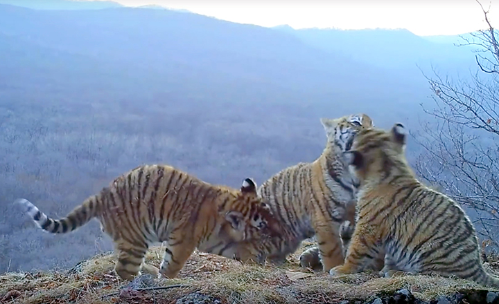 The unique video of the large family of Siberian tigers was received by the scientists of the Land of Leopard national park