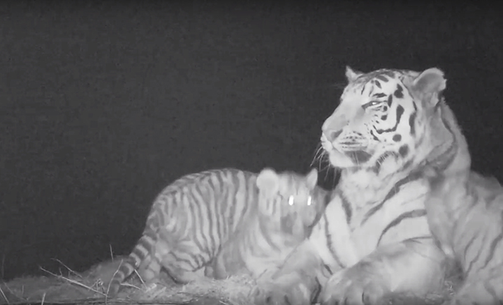 The unique video of the large family of Siberian tigers was received by the scientists of the Land of Leopard national park