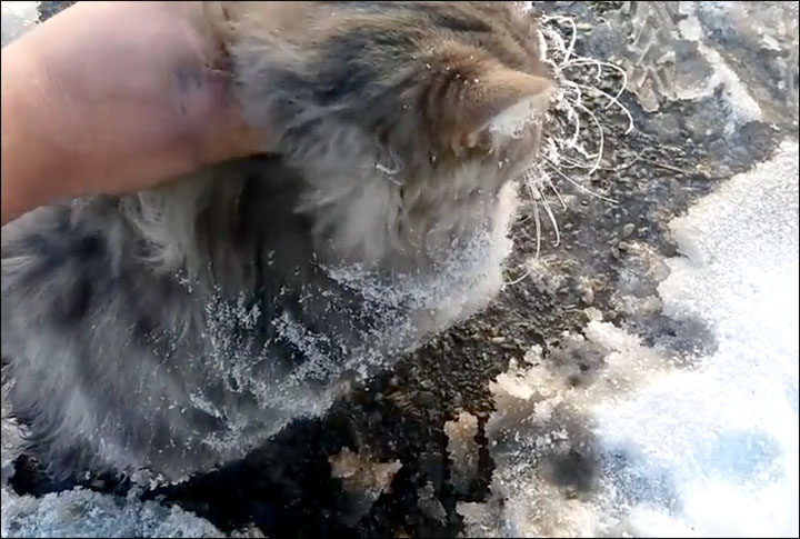 frozen cat rescue Russia