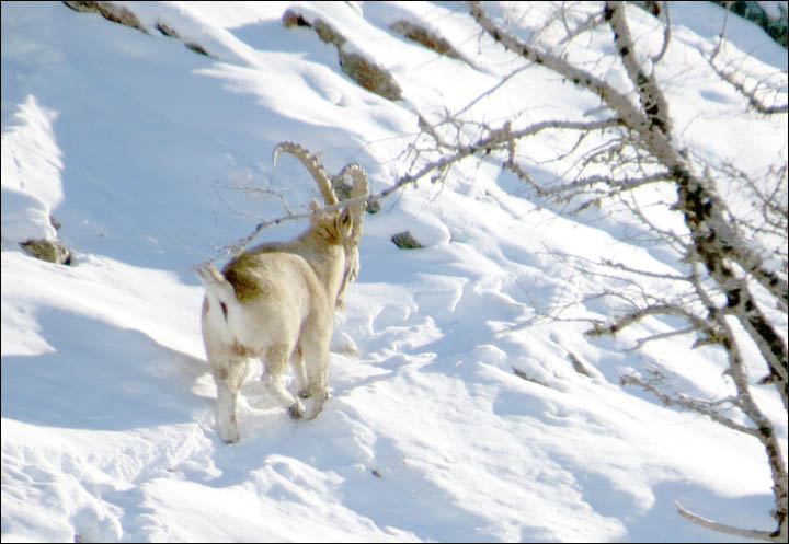Food rescue for rare mountain goats in Altai Mountains
