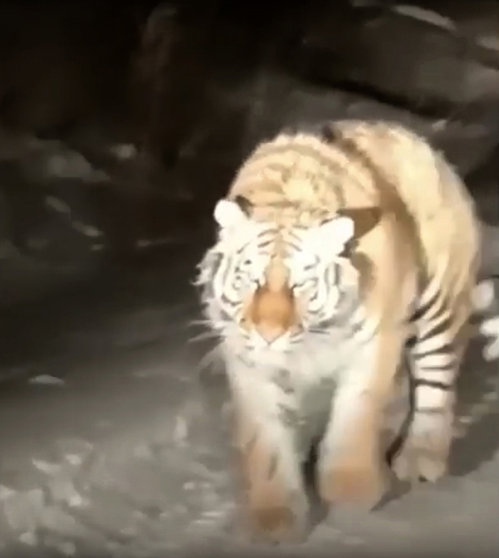 Huge Amur tiger filmed approaching fishermen’s car in the Far East of Russia