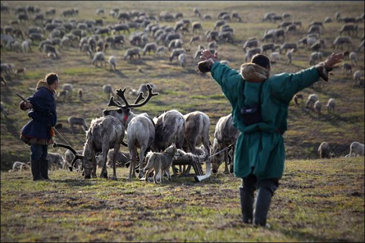 Yamal reindeer