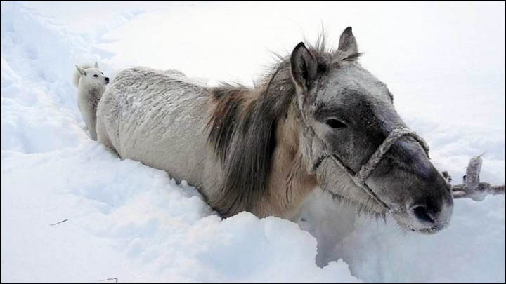 Horse