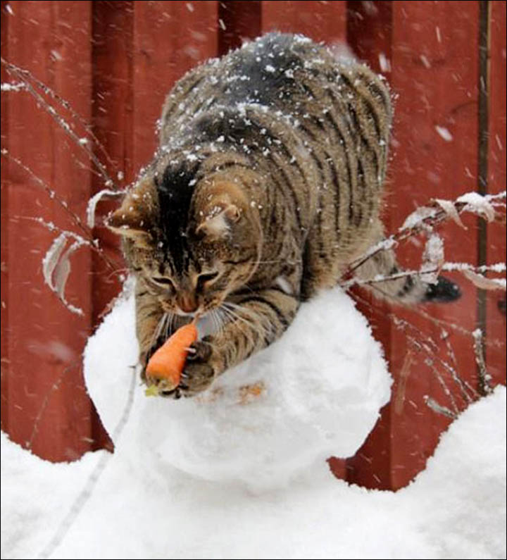 inside_cat_stealing_carrot.jpg