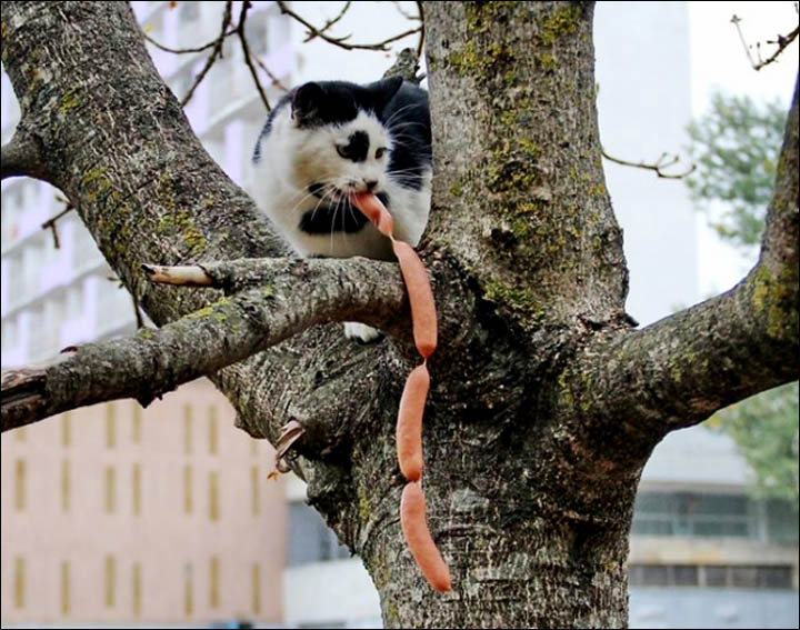 Hungry cats