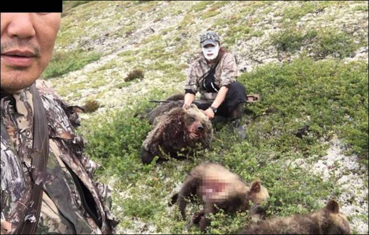 Hunters killed bear family