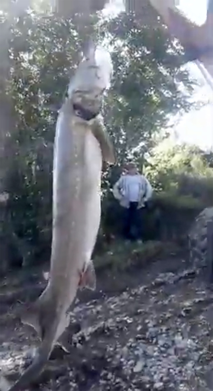 A giant kaluga fish has been caught in Amur region in Russia's Far East. 