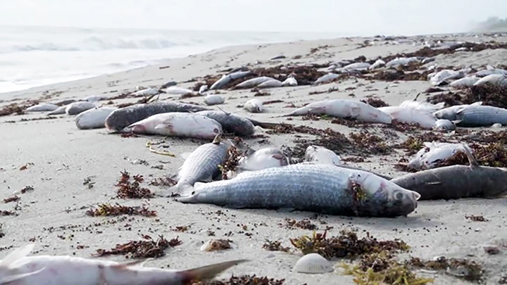 Dead giant octopi washed ashore south from Kamchtka peninsula on the Kuril Islands 