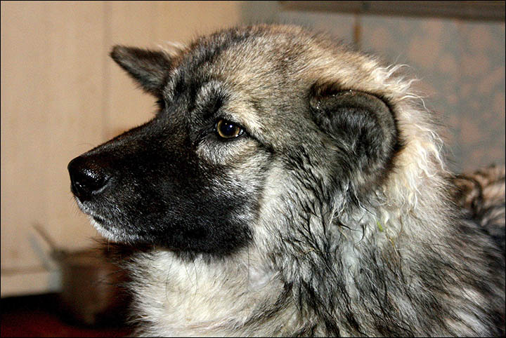 Girl lost for 12 days in Siberian wilderness looks forward to Xmas with dog that saved her