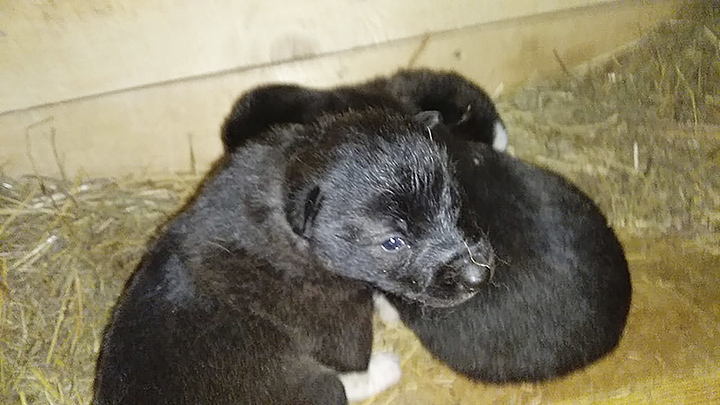 Kerechene with new pups